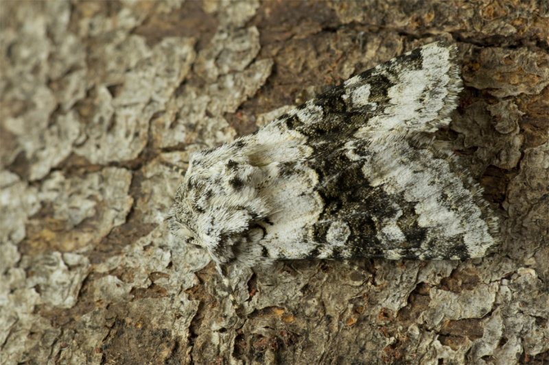 Moth - Broad-barred White - Hecatera bicolorata 19-06-20.jpg