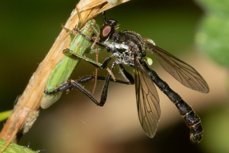 Stripe-legged Robberfly - Dioctria baumhaueri 22-06-20.jpg