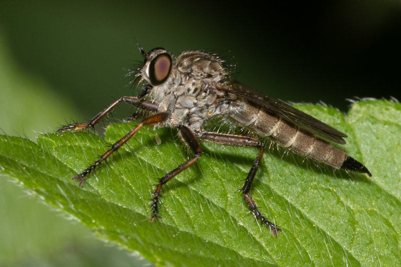 Kite-tailed Robberfly - Machimus atricapillus f 22-06-20.jpg