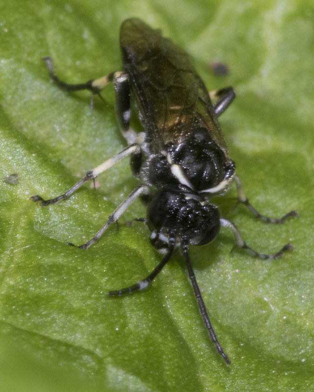 Sawfly - Macrophla albicincta 18-05-20 front.jpg