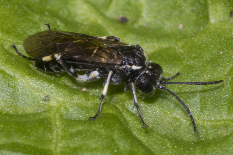 Sawfly - Macrophya albicincta 18-05-20.jpg