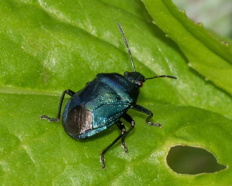 Blue Shieldbug - Zicrona caerulea 22-06-20.jpg