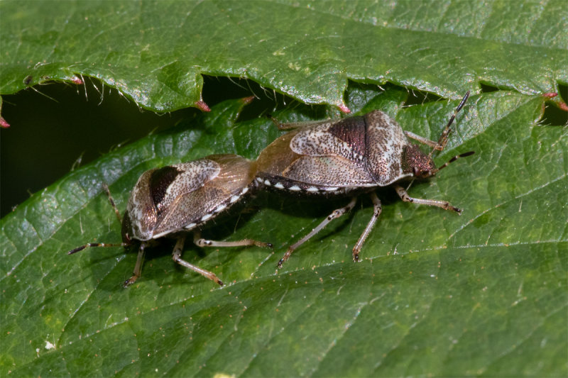 Woundwort Shieldbug - Eysarcoris venustissimus 22-06-20.jpg