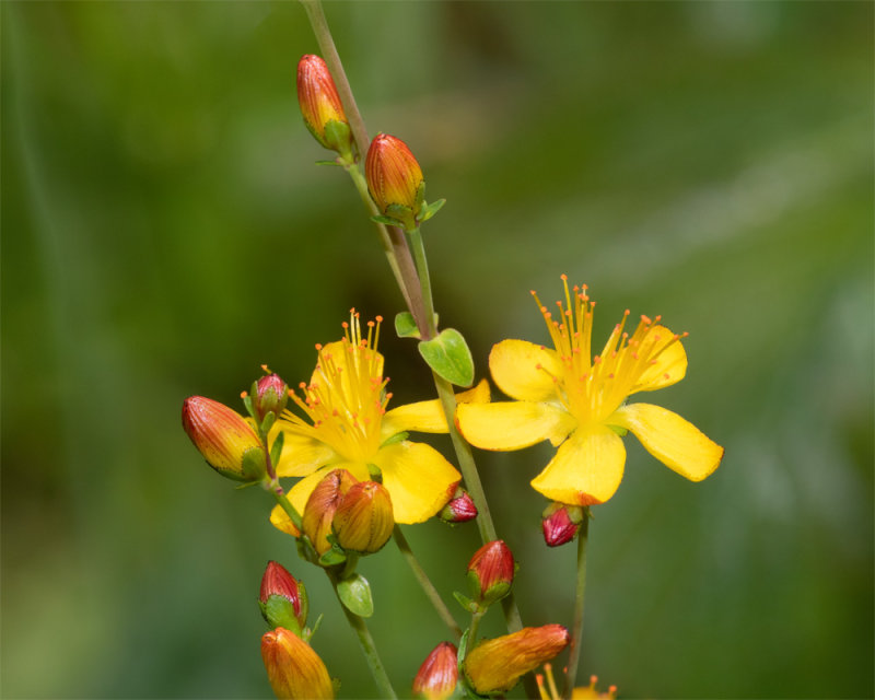 Slender St Johns-wort - Hypericum pulchrum - Aveton Wood 22-06-20.jpg