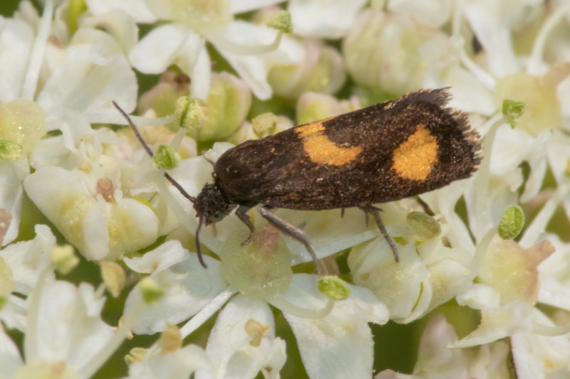 Moth - Pammene aurana 23-06-20.jpg