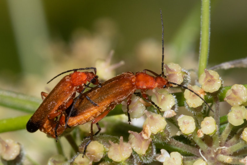 Common Red Soldier Beetle - Rhagonycha fulva 23-06-20.jpg