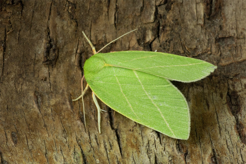 Moth - Scarce Silver-lines - Bena bicolorana 24-06-20.jpg