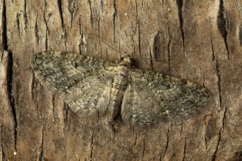 Grey Pug Moth 24-06-20.jpg
