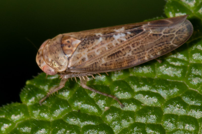 Leafhopper - Allygus modestus 22-06-20.jpg