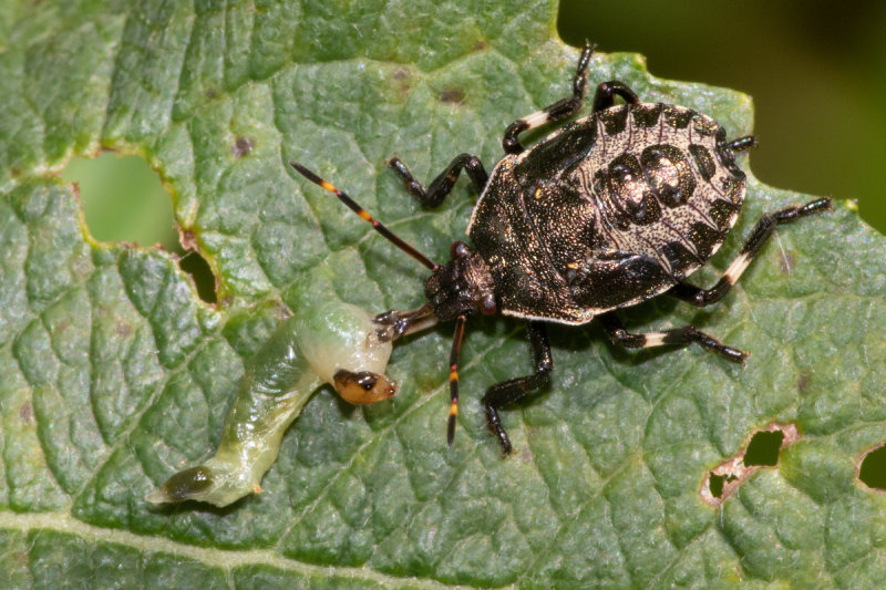 Spiked Shieldbug - Picromerus bidens nymph 22-06-20.jpg