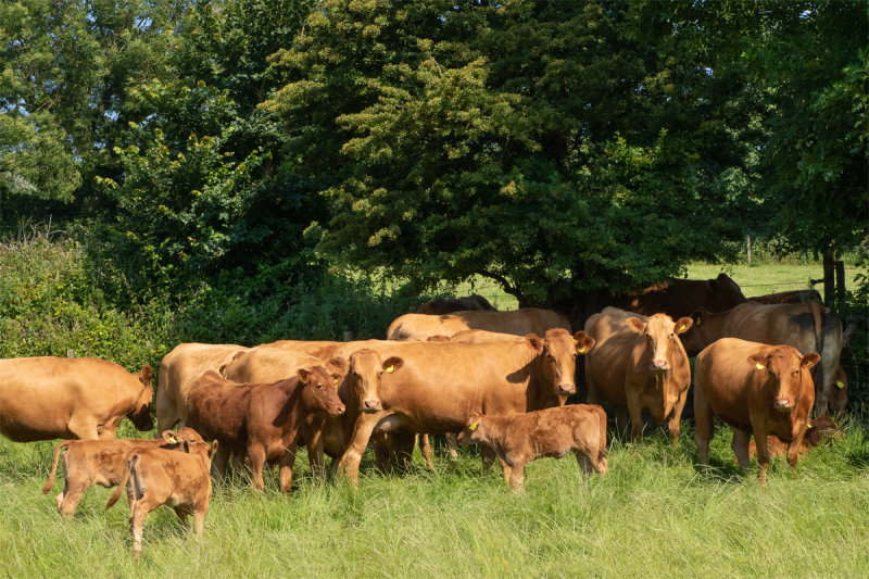 Week 26 - Cattle at Mill Farm - South Milton 25-06-20.jpg