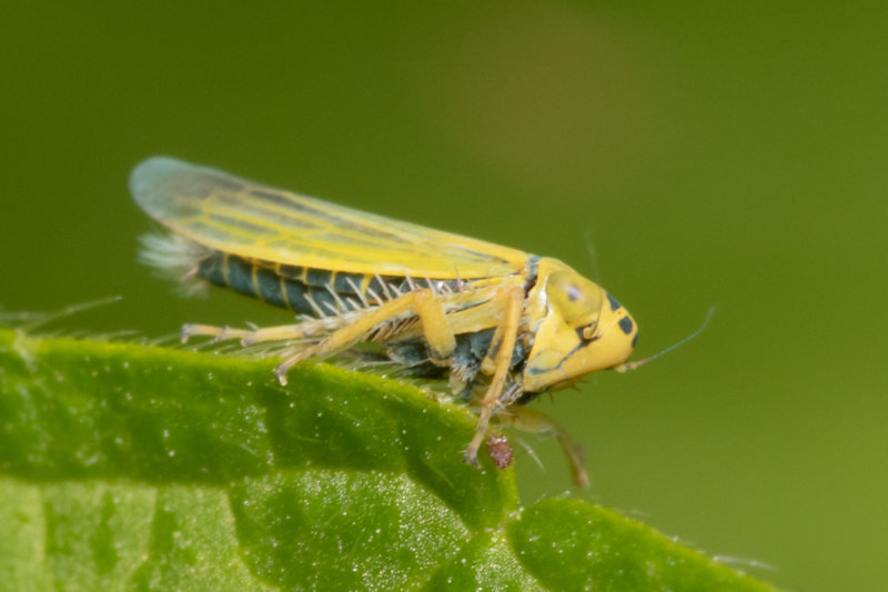 Leafhopper - Cicadula quadrinotata prob 07-07-20 side.jpg