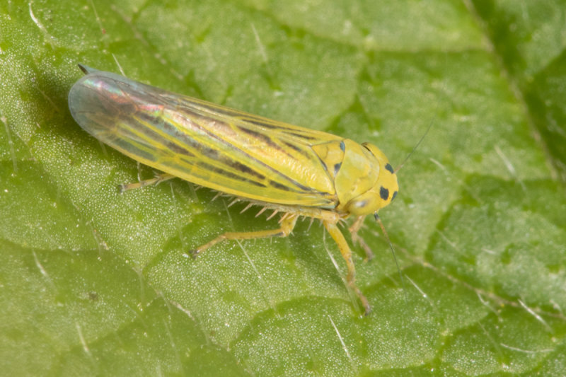 Leafhopper - Cicadula quadrinotata prob 07-07-20.jpg