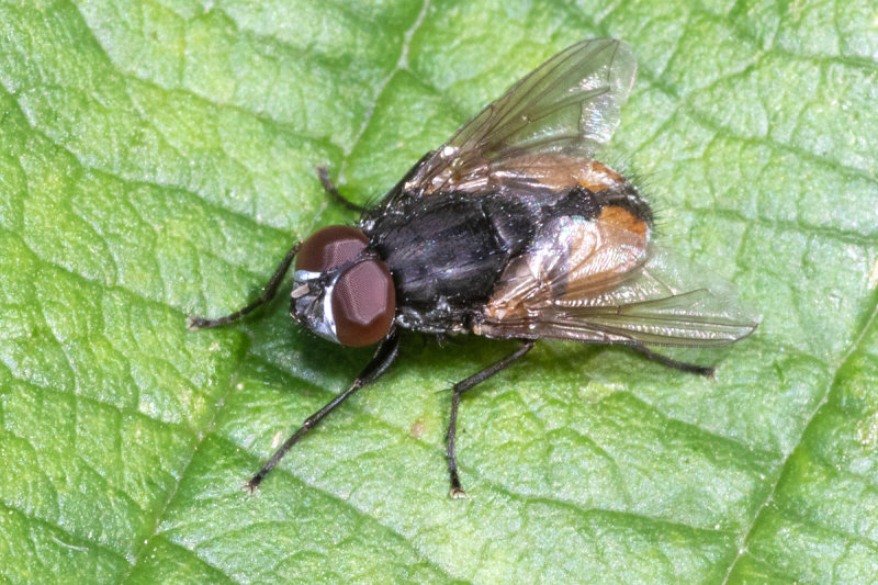 Face Fly - Musca autumnalis 06-07-20.jpg