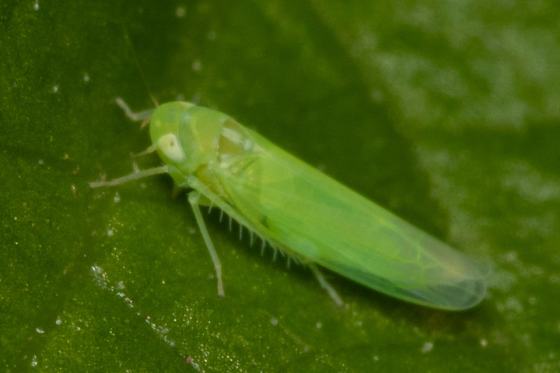 Leafhopper - Empoasca decipiens prob 10-07-20.jpg