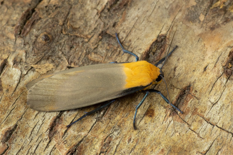 Moth - Four-spotted Footman - Lithosia quadra m 11-07-20.jpg