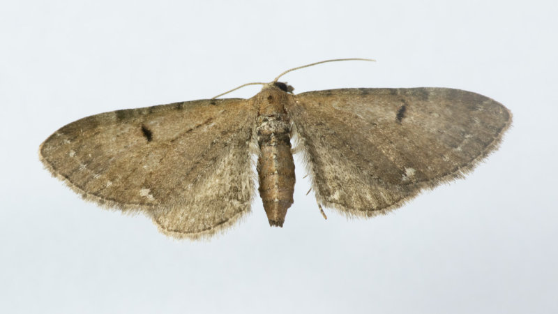 Moth - Wormwood Pug - Eupithecia absinthiata 11-07-20.jpg
