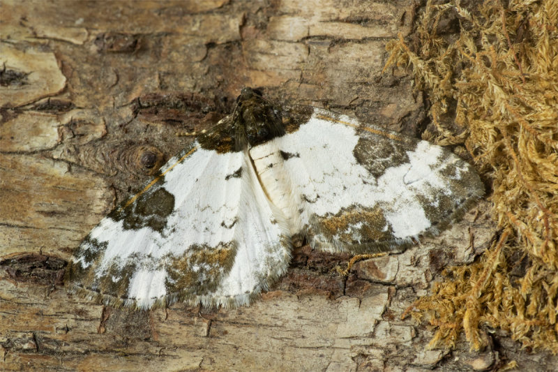 Moth - Pretty Chalk Carpet - Melanthia procellata 11-07-20.jpg
