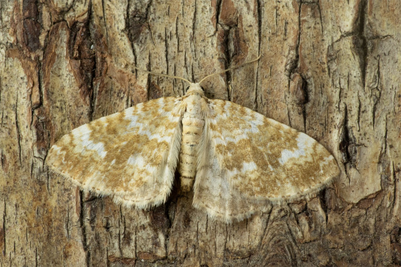 Moth - Sandy Carpet - Perizoma flavofasciata 11-07-20.jpg