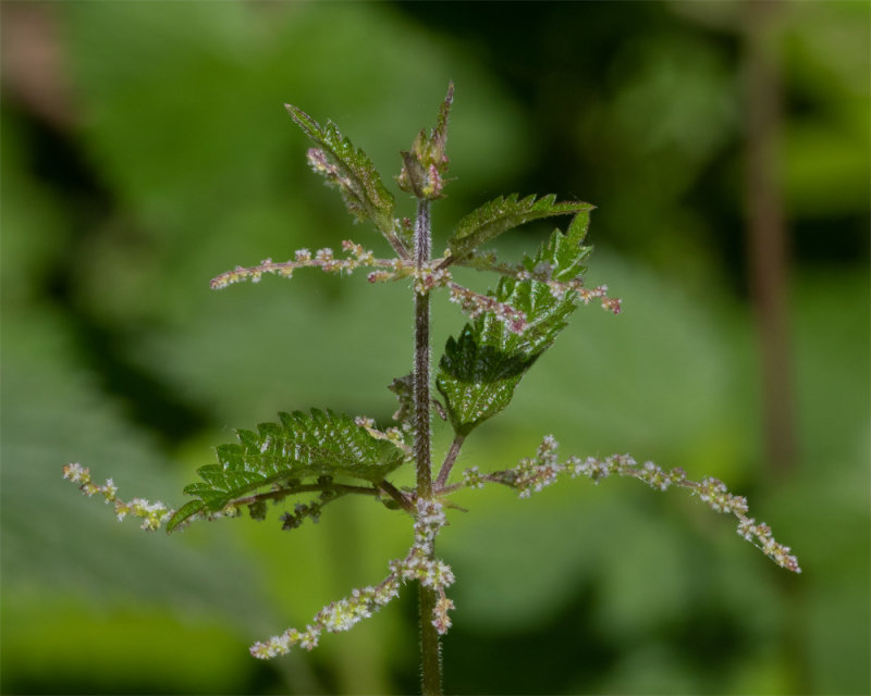 Common Nettle - Urticae dioica 11-07-20.jpg