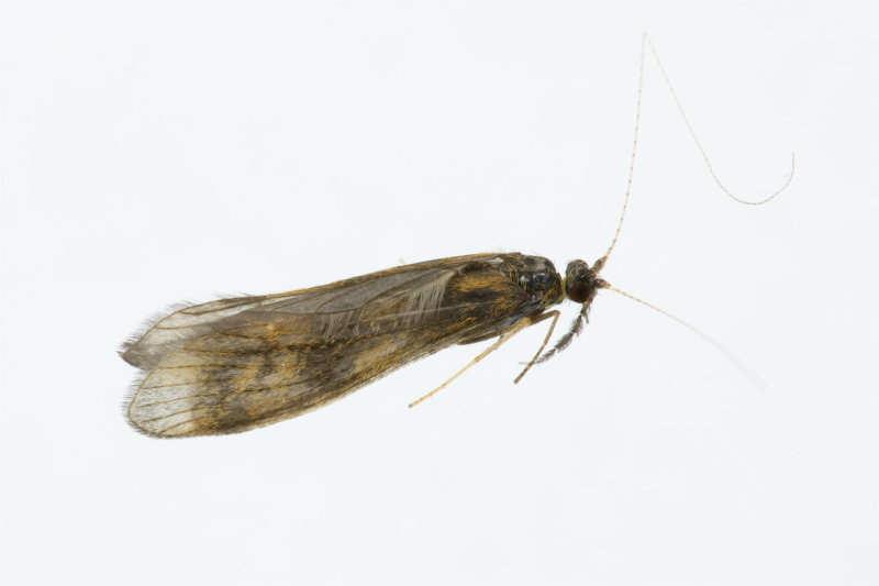 Caddis Fly - Mystacides longicornis 11-07-20.jpg