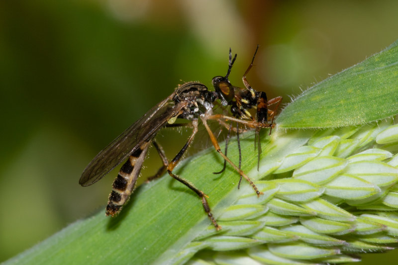 Common Red-legged Robberfly - 22-06-20.jpg