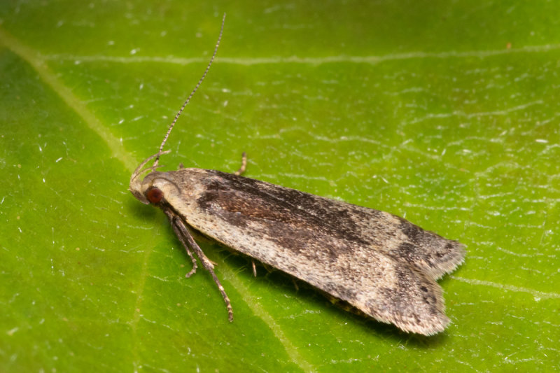Moth -  Anacampsis blattariella/populella11-07-20.jpg