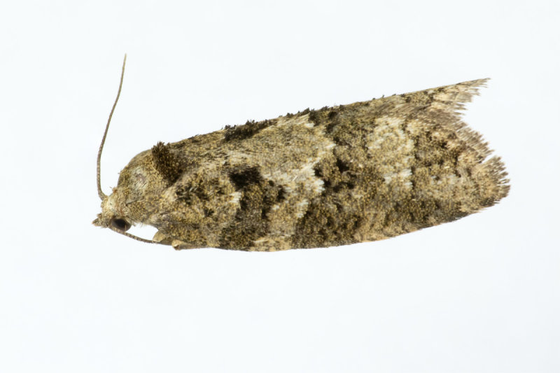 Micro Moth - Cnephasia sp 17-07-20.jpg