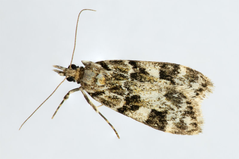 Micro Moth -  Eudonia delunella 17-07-20.jpg