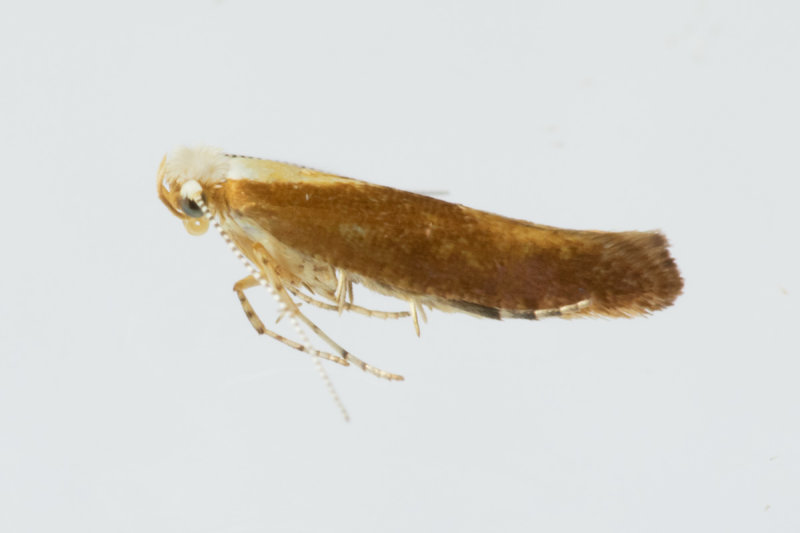 Micro Moth -  Argyresthia semitestacella 17-07-20.jpg
