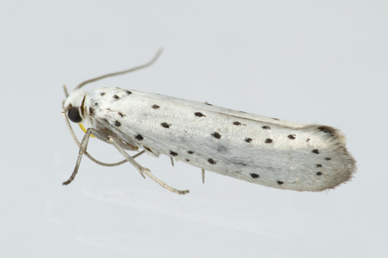 Micro Moth - Yponomeuta sp 17-07-20.jpg