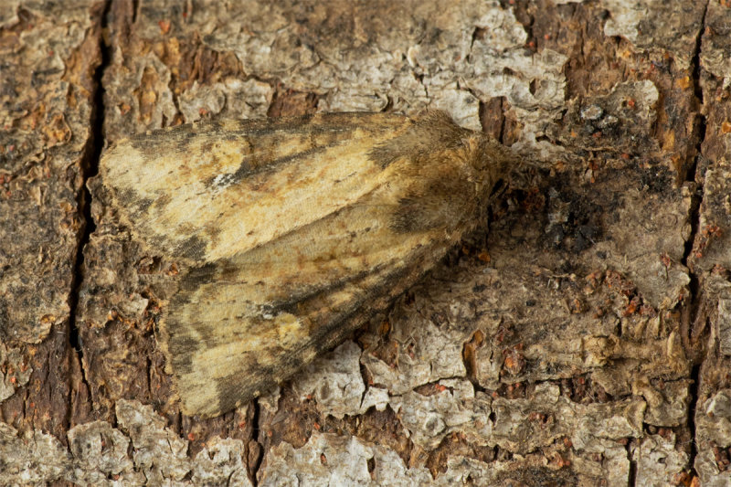 Moth - Common Rustic variation 17-07-20.jpg
