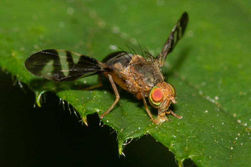 Picture-winged Fly - Philophylla caesio 16-07-20 front.jpg