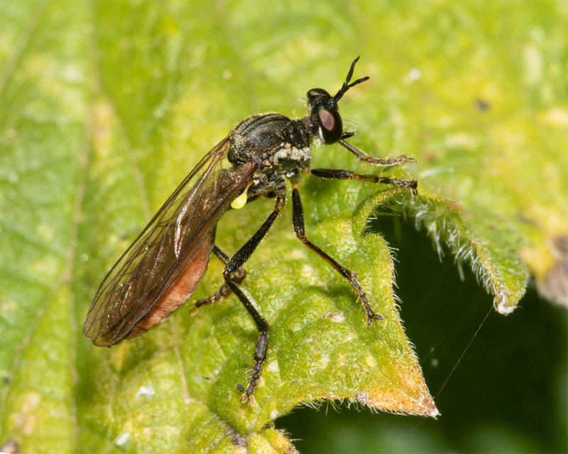 Stripe-legged Robberfly - Dioctria baumhaueri f 22-07-20.jpg
