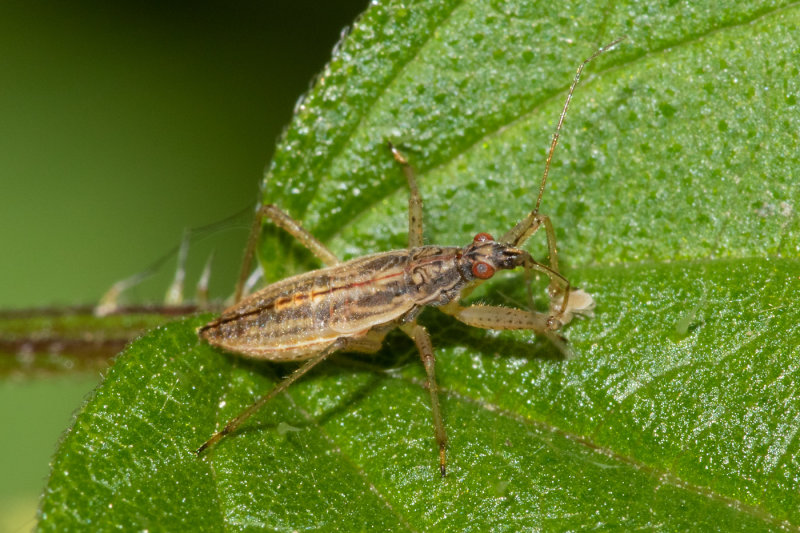 Marsh Damsel Bug - Nabis limbatus poss 22-07-20.jpg