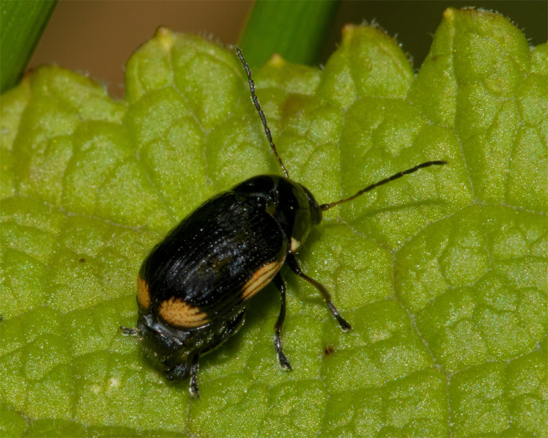 Cryptocephalus moraei 28-07-20.jpg