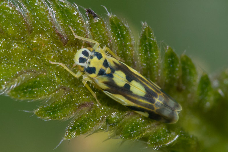 Potato Leafhopper - Eupteryx aurata 29-07-20.jpg