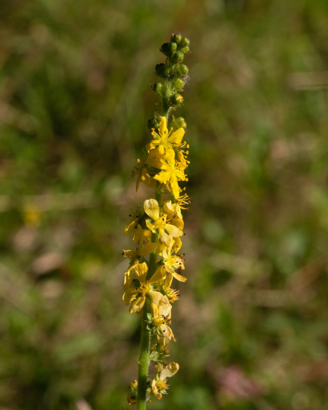 Agrimony - Agromonia eupatoria 30-07-20.jpg