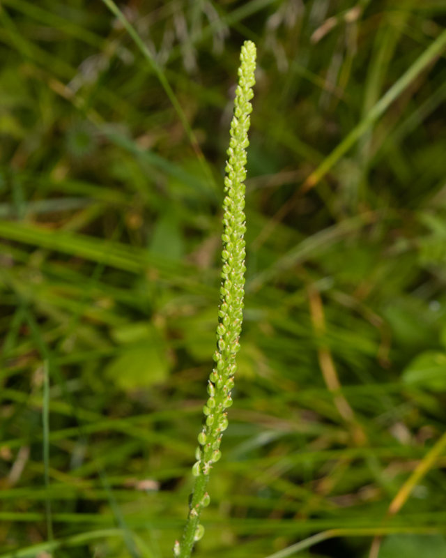 Greater Plantain - Plantago major 28-07-20.jpg