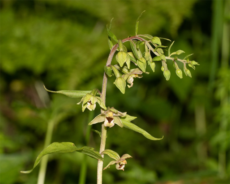 Broad-leaved Helleborine - Epipactis helleborine 29-07-20.jpg