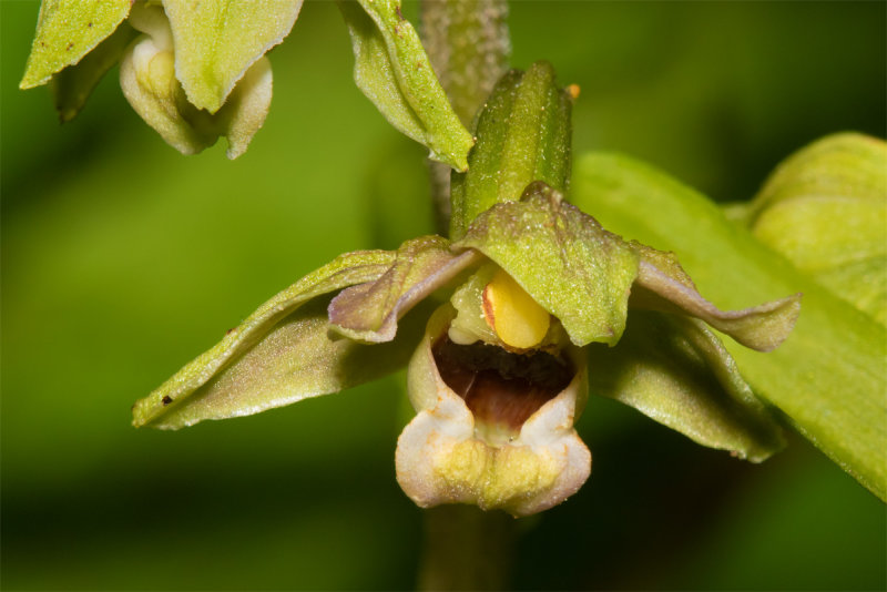 Broad-leaved Helleborine - Epipactis helleborine closer 29-07-20.jpg