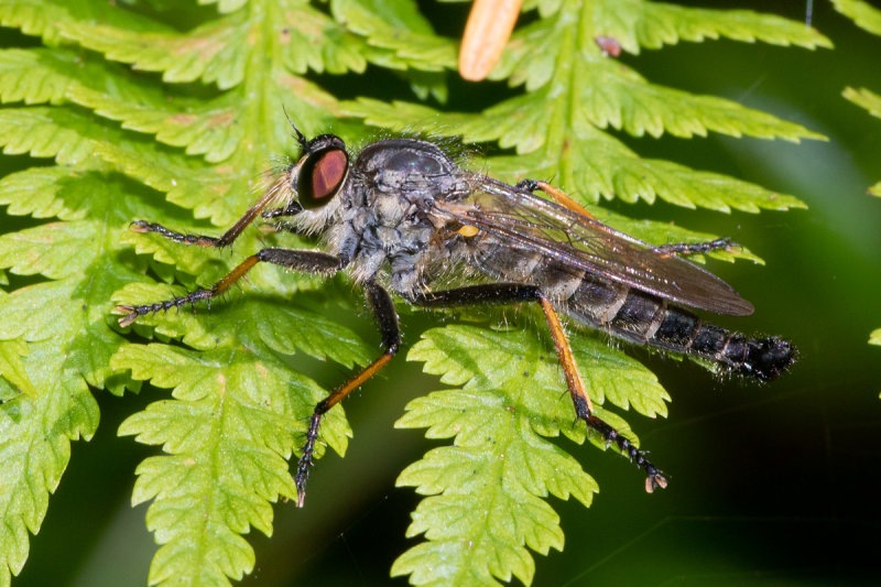 Common Awl Robberfly - Neoitamus cyanurus m 17-07-20.jpg