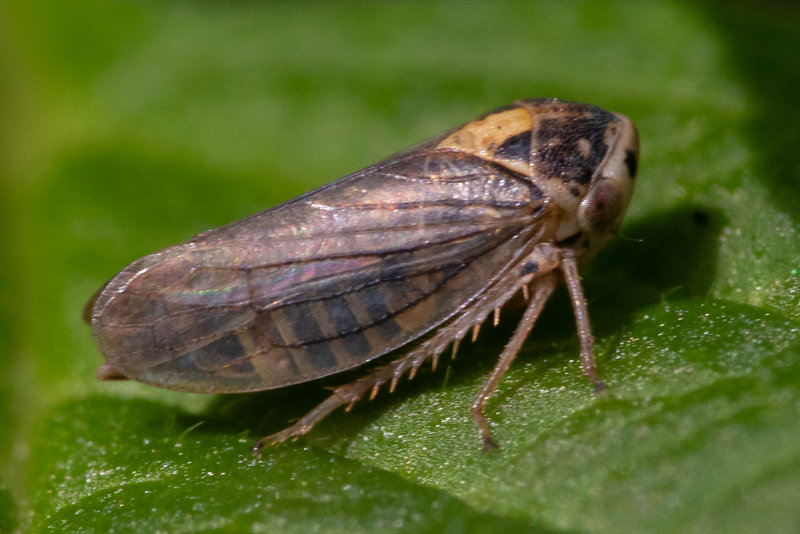 Leafhopper - Macropsis poss scotti 28-07-20.jpg