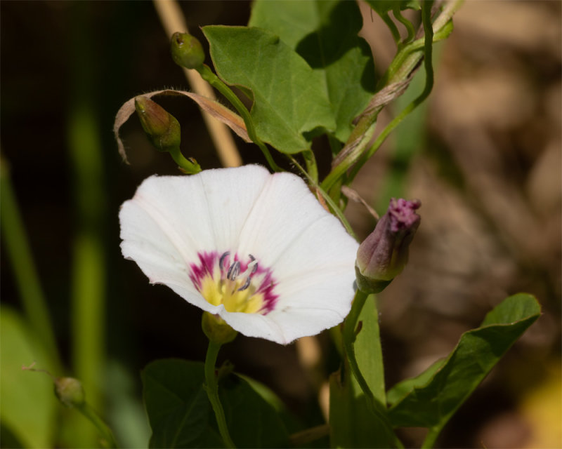 Field Bindweed - Convolvulus arvensis 29-07-20.jpg