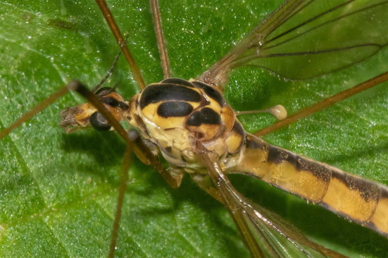 Cranefly - Nephrotoma quadrifaria f 31-07-20 closer.jpg