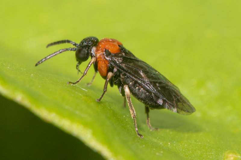Sawfly - Eutomostethus ephippium 03-08-20.jpg