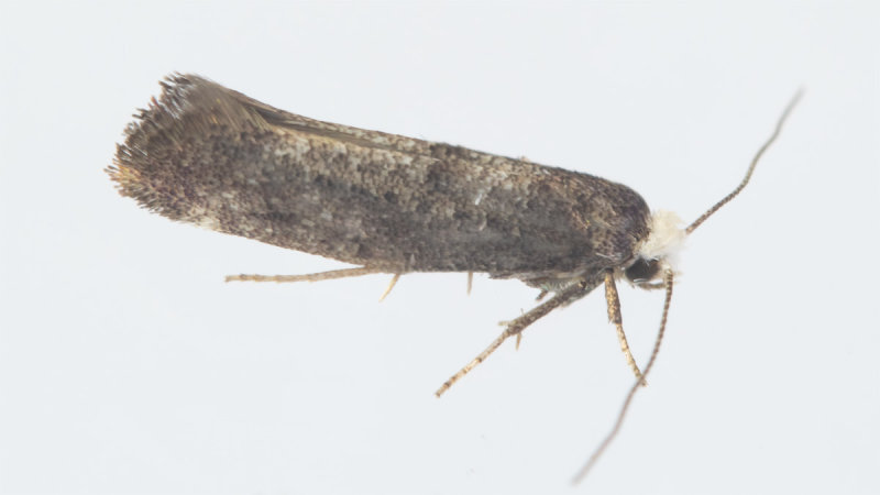 unid Swammerdamia or Paraswammerdamia 07-08-20.jpg