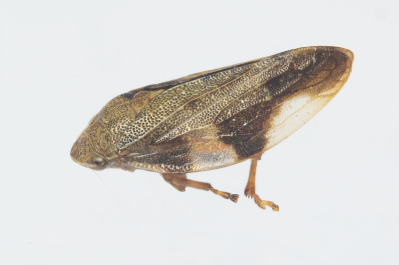 Alder Spittlebug - Aphrophora alni in moth trap 07-08-20.jpg