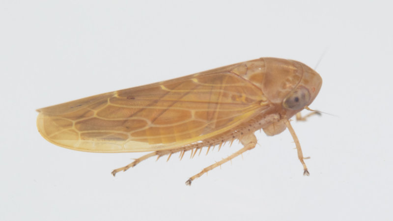 Leafhopper - Thamnotettix dilutior in moth trap 07-08-20 side.jpg