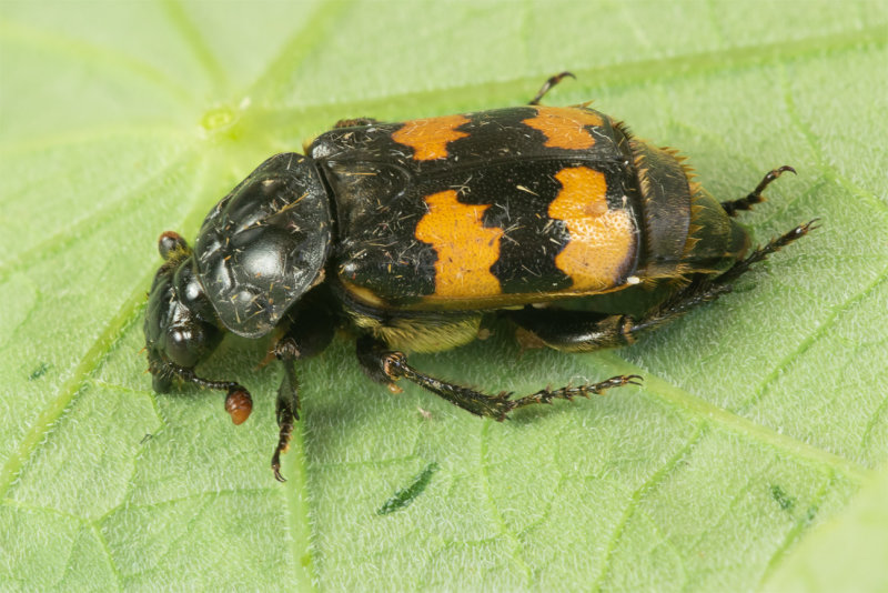 Nicrophorus interruptus in moth trap 07-08-20.jpg